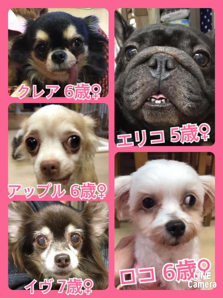 🐾今日の里親様募集中ワンコ🐶メンバーです🐾2020,12,13